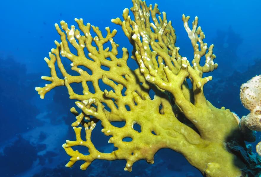Fire coral thriving underwater in the Cayman Islands reefs