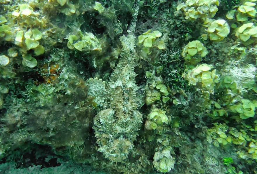 A well-camouflaged scorpionfish on the ocean floor in the Cayman Islands