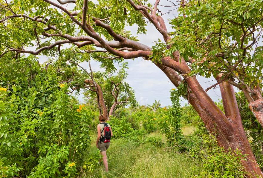 Mangrove trees with roots extending into the water in the Cayman Islands