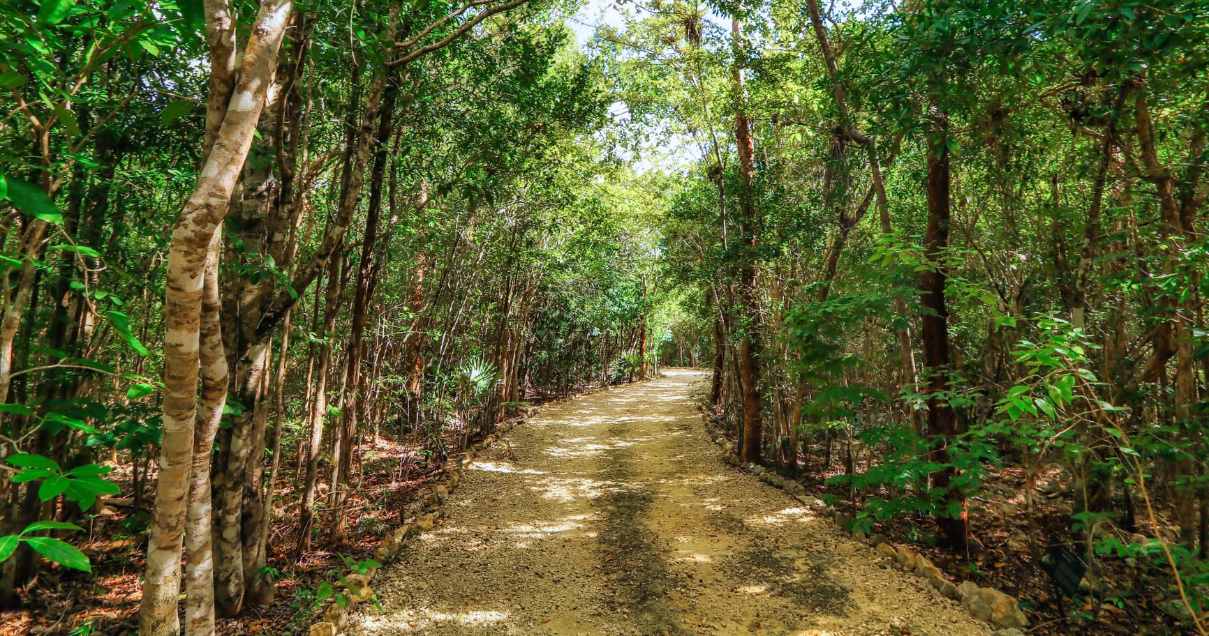 A lush trail through the Mastic Reserve in Grand Cayman is perfect for exploring during Grand Cayman weather by month