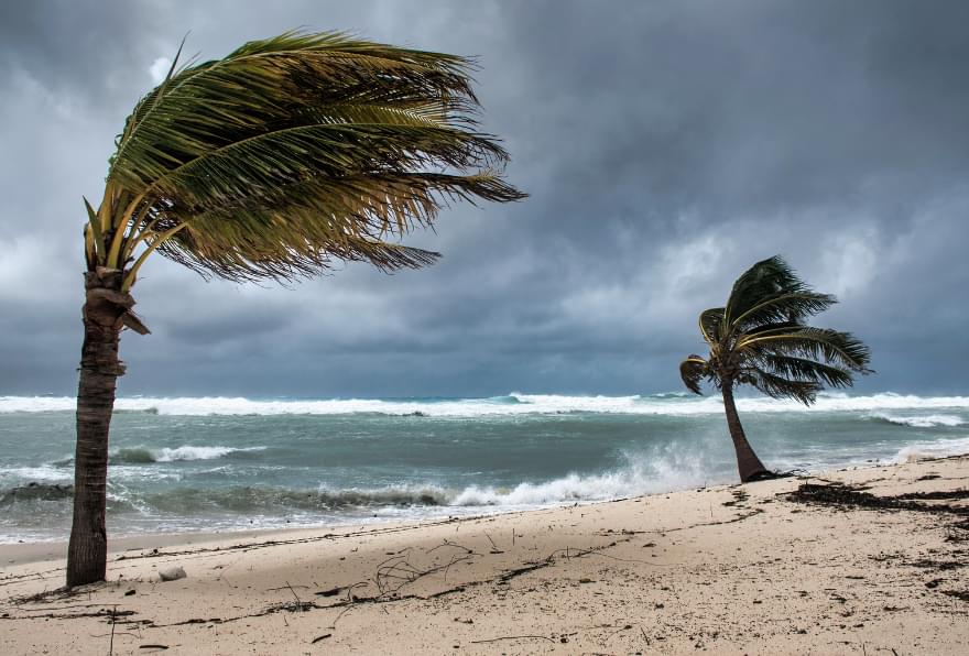 Palm trees swaying during a tropical storm, showcasing the beauty of Cayman’s tropical climate