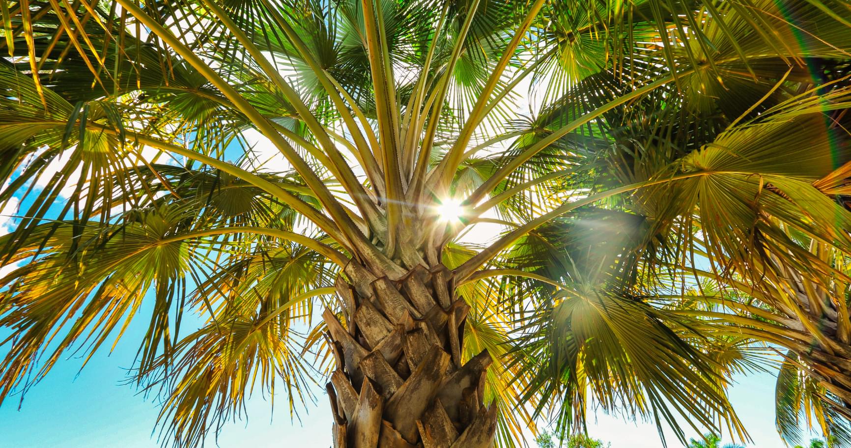 Sunlight filters through vibrant palm fronds, reflecting the pleasant temperature in the Cayman Islands