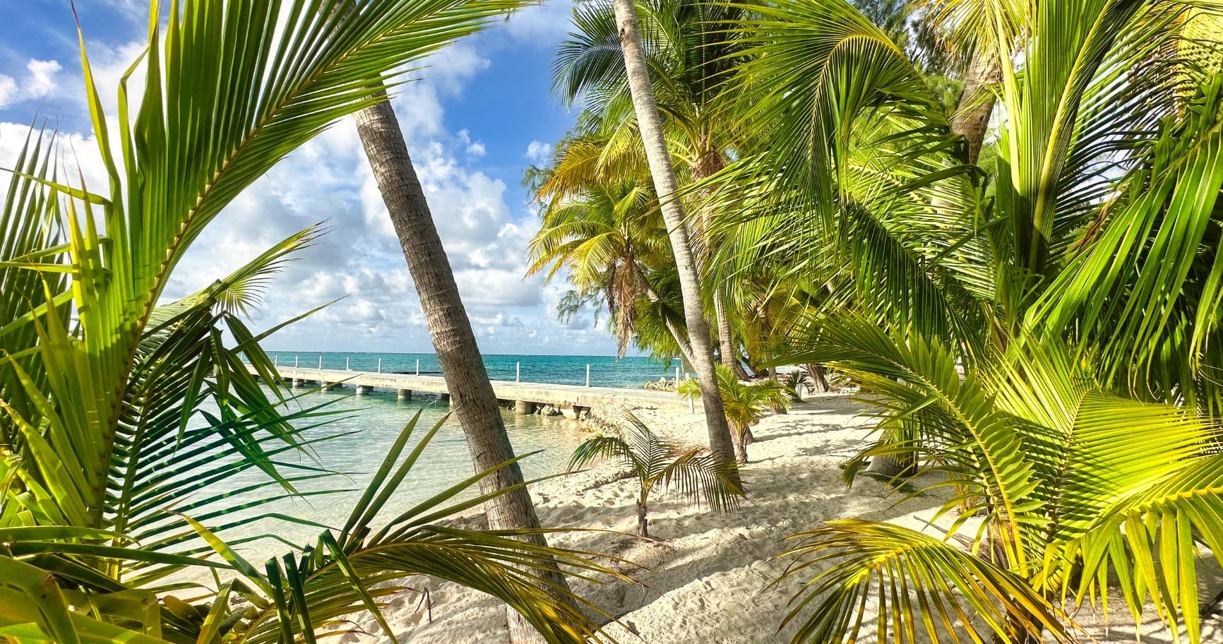 Swaying palm trees, offering a serene escape in the Cayman Islands