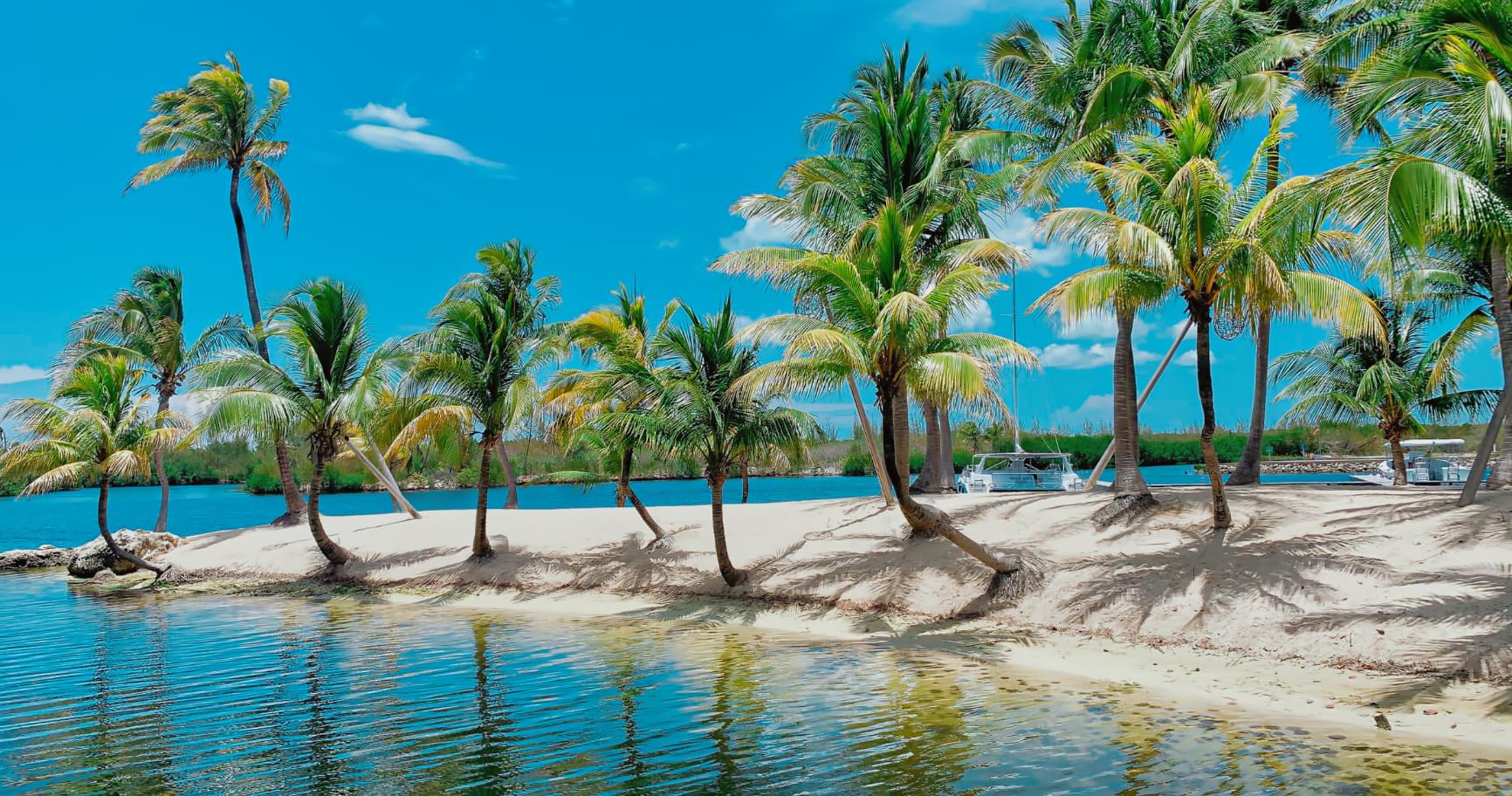 Palm trees lining a tranquil beach represent lifestyle opportunities for permanent residency in the Cayman Islands