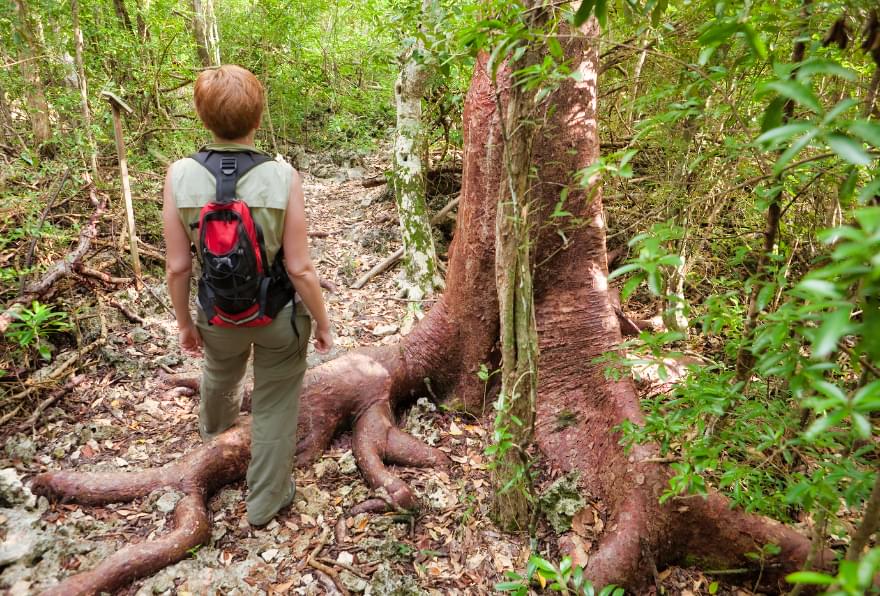 Hiker on the Mastic Trail surrounded by ancient flora in Grand Cayman