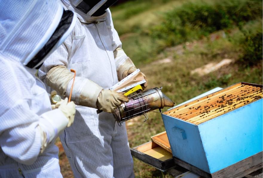 Beekeepers working at Reagan’s Honey Beekeeping Adventure in Grand Cayman