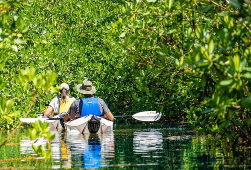 Guide navigating through peaceful mangroves in Grand Cayman, perfect for nature lovers.