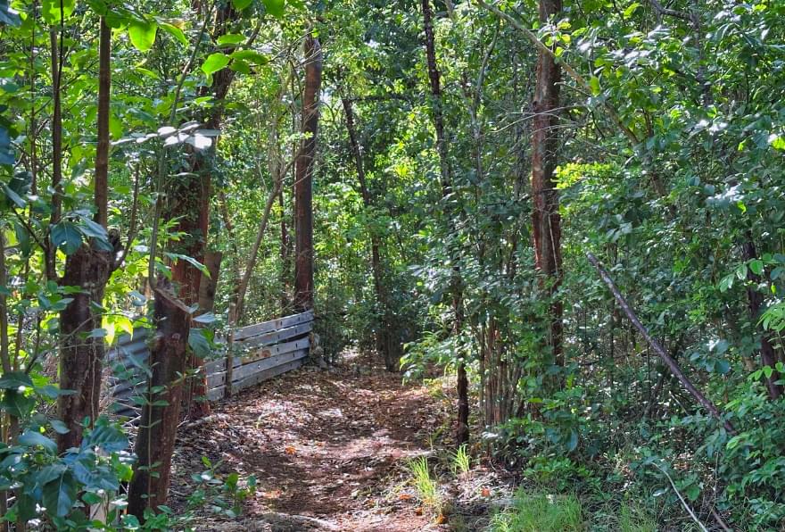 Forest path along the Mastic Trail Cayman Islands, ideal for nature lovers.