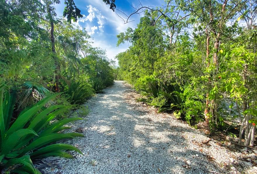 Nature trail surrounded by lush vegetation at the Colliers Wilderness Reserve, a serene escape.