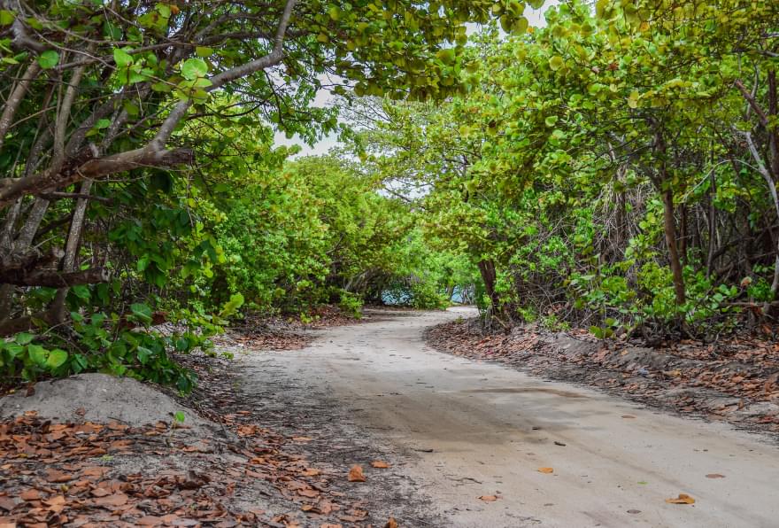 Pathway through dense tropical greenery on the Barker’s National Park Grand Cayman