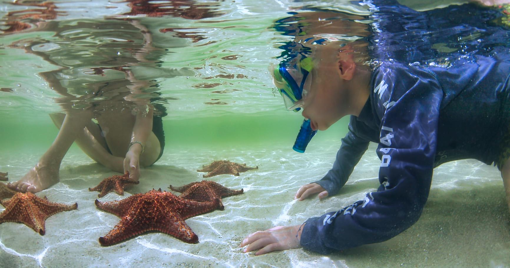 Snorkeler interacting with starfish at Starfish Point, a unique marine experience in Grand Cayman