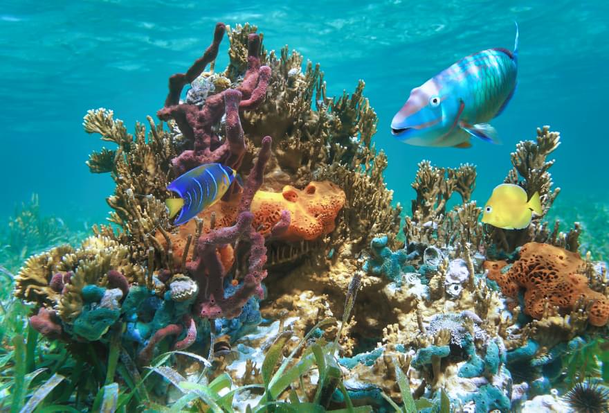 Vibrant coral reef teeming with marine life, a snorkeling hotspot in Grand Cayman.