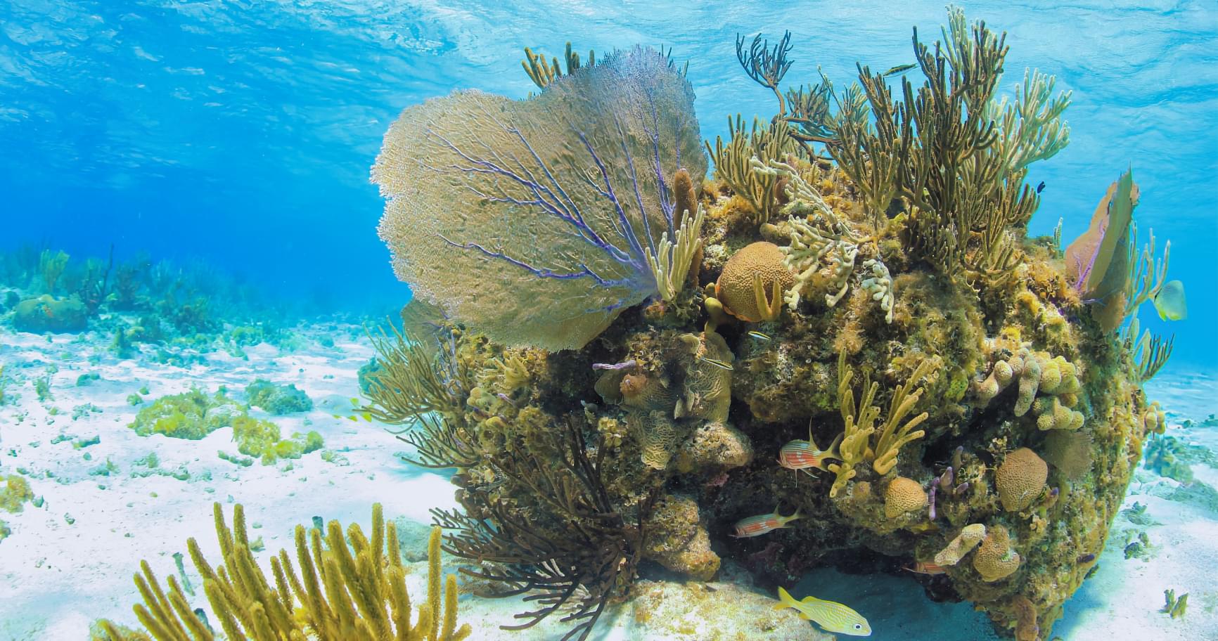Vibrant coral reef teeming with marine life, showcasing underwater biodiversity and the best snorkeling in Grand Cayman