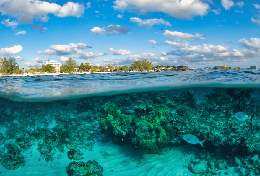 Colorful reef at Cemetery Beach, Grand Cayman, teeming with marine life and vibrant coral, offering snorkeling in Grand Cayman