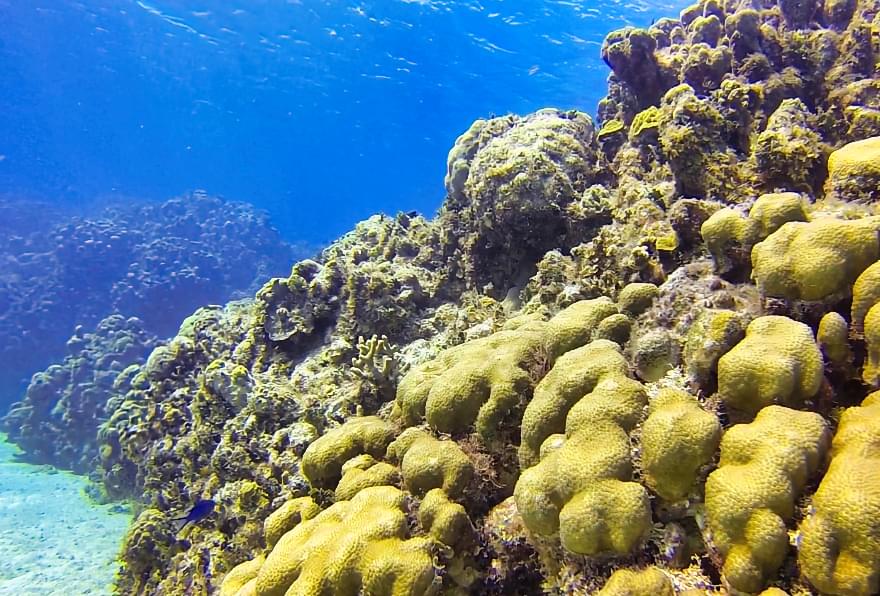 Snorkeler exploring Cheeseburger Reef, a lively underwater spot, perfect for grand cayman snorkeling excursions