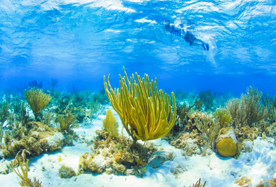 Coral Gardens in Grand Cayman showcasing dense coral formations and diverse marine life