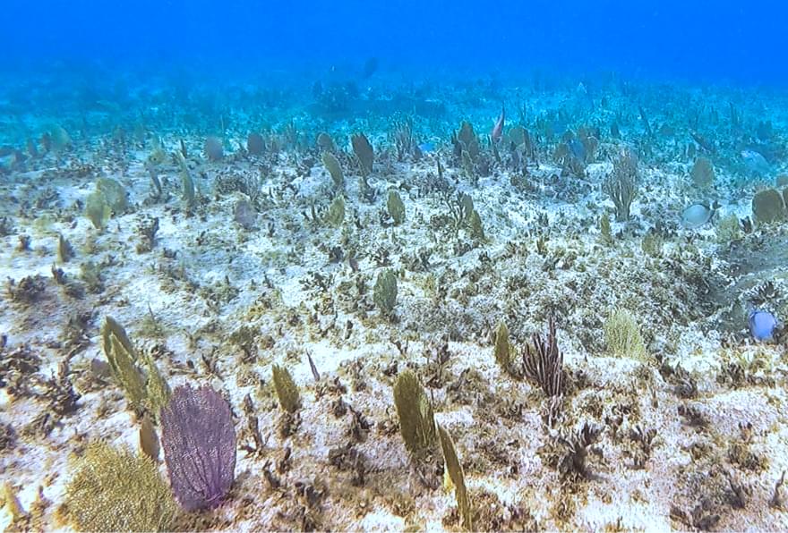 Dive Tech in Grand Cayman offers easy shore access and diverse marine life for snorkelers