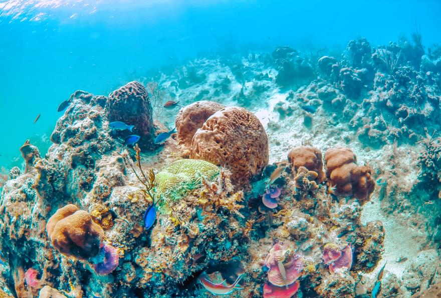 Macabuca Turtle Reef in Grand Cayman, offering dramatic drop-offs and vibrant marine life for barrier reef snorkeling Grand Cayman
