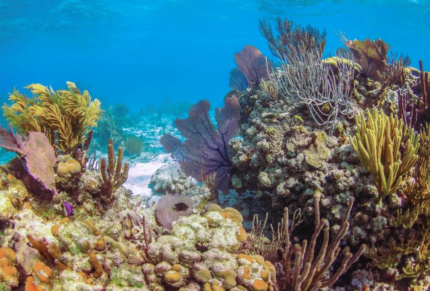 Rum Point Reef in Grand Cayman, a calm and colorful underwater snorkeling destination for snorkeling Grand Cayman map
