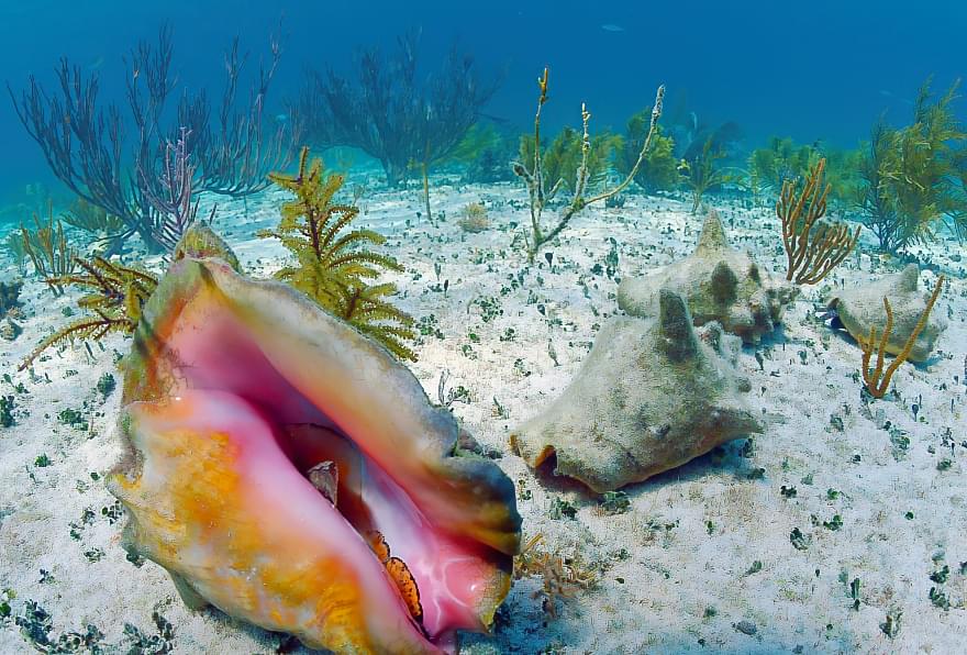 Close-up of a conch shell on the sandy seafloor near Grand Cayman