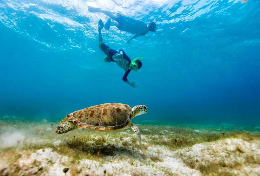 Spotts Beach in Grand Cayman is a peaceful snorkeling spot known for its resident sea turtles