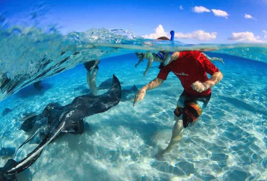 Close interaction with stingrays at Stingray City, Grand Cayman, in crystal-clear shallow waters, part of Grand Cayman snorkeling tours