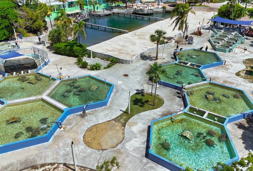 Turtle Centre in Grand Cayman, showcasing educational and interactive marine life experiences