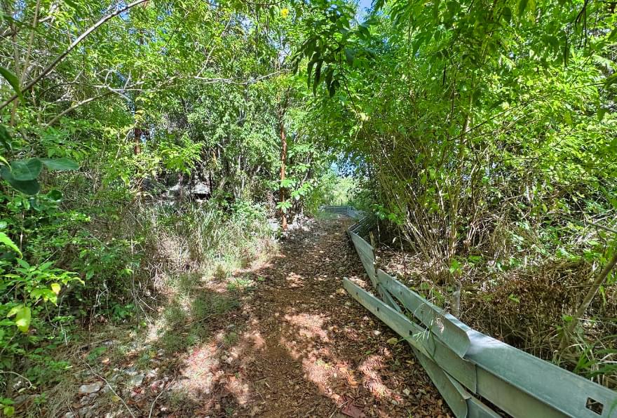 Tropical greenery along the Mastic Trail in Grand Cayman, a favorite for nature-loving excursions in the Cayman Islands