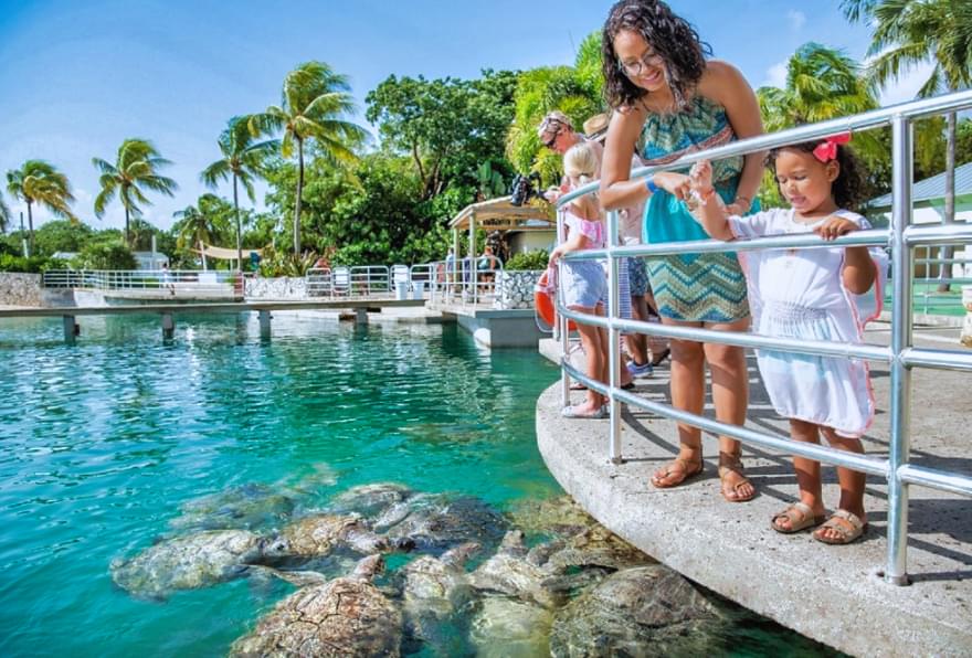 Family feeding sea turtles at the Cayman Turtle Centre, one of the best Cayman Islands shore excursions