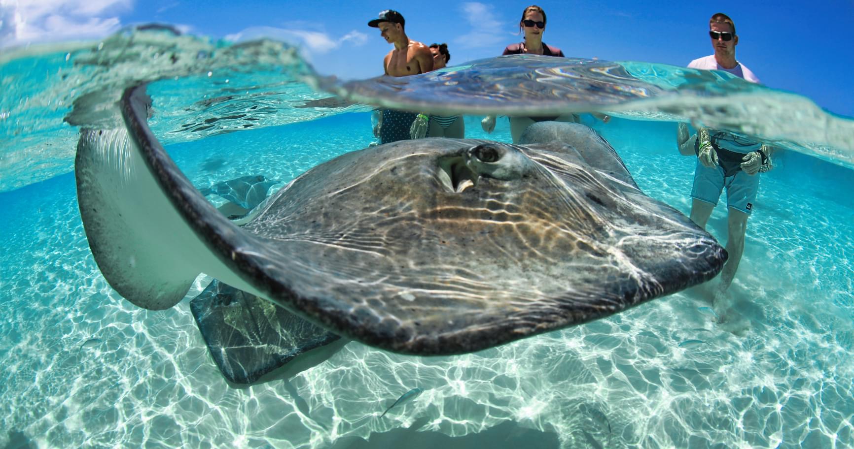 Group interacting with stingrays at Stingray City, a highlight of Cayman Island stingray excursion