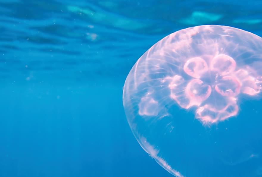 Jellyfish floating gracefully underwater, highlighting marine life awareness
