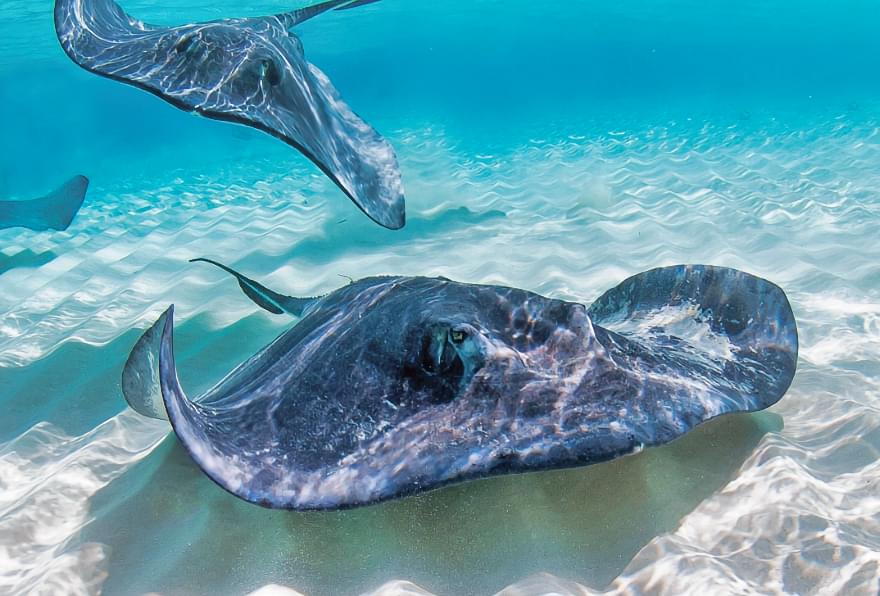 Stingray gliding in shallow waters, promoting safe interaction with marine life