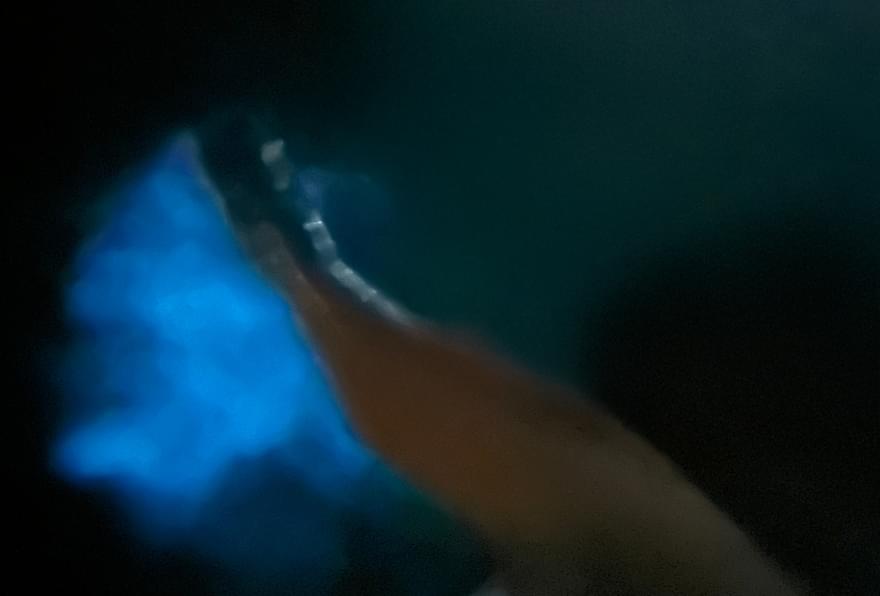 Glowing bioluminescence in a dark bay, offering a magical night-time experience