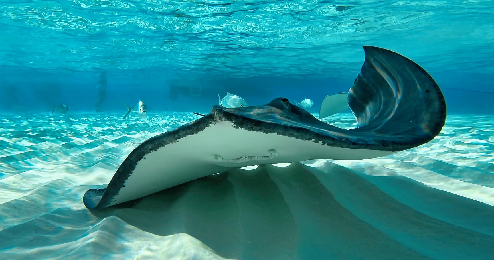 Stingray gliding gracefully in crystal-clear waters, part of a unique boating excursion