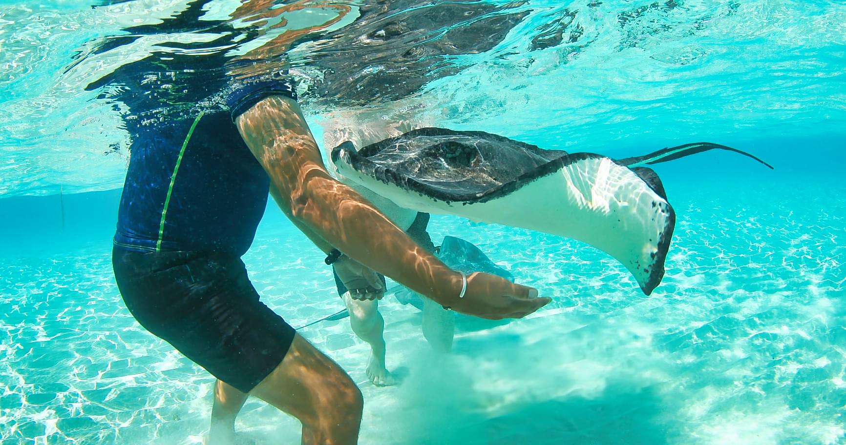 Snorkeler observing stingrays underwater, highlighting the excitement of the Cayman Islands stingray city tours