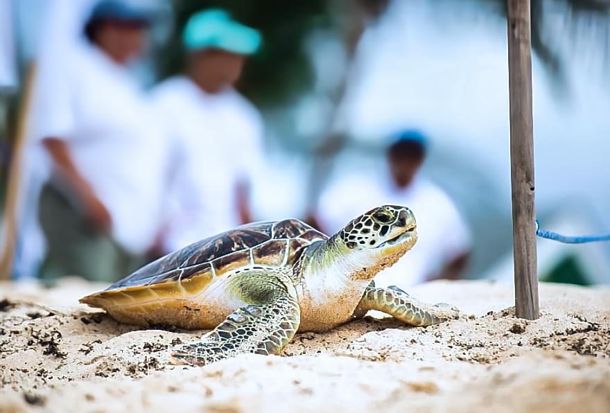 Baby turtles being released into the sand, promoting conservation efforts at the Cayman Islands Turtle Farm.