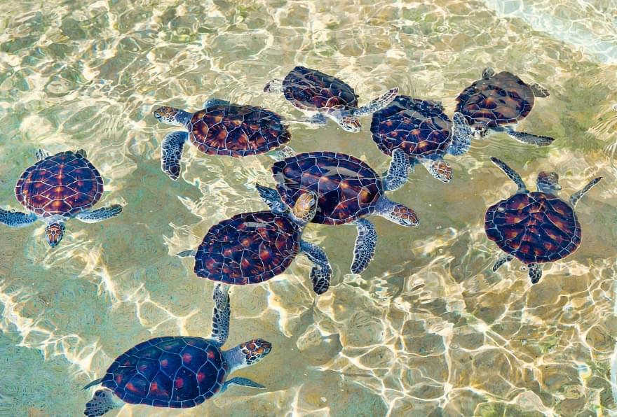 A group of hatchling turtles in shallow water, highlighting unique breeding programs at the Turtle Farm in Grand Cayman.