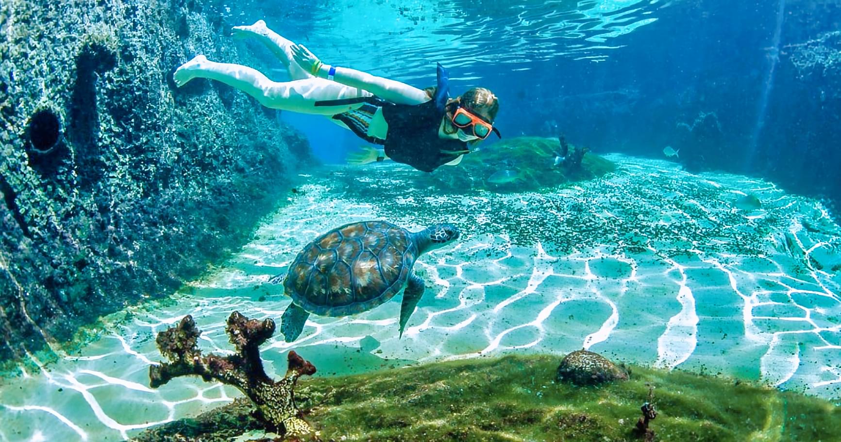 Snorkeler swimming among turtles in the lagoon, promoting an immersive activity at the Grand Cayman Turtle Farm.