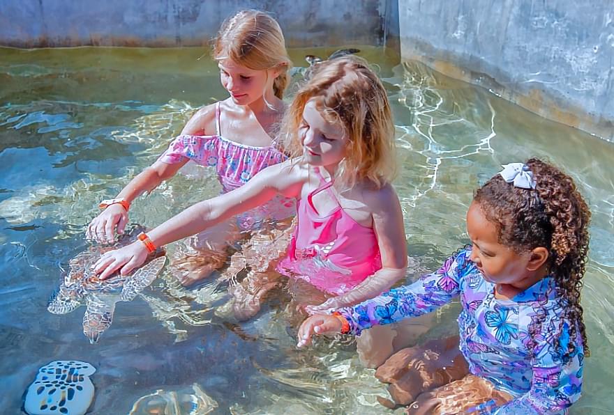 Children gently handling baby turtles, showcasing hands-on conservation efforts at the Turtle Grand Cayman.