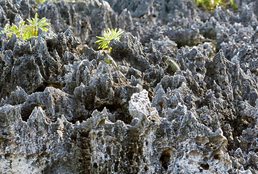 Close-up view of eroded limestone rocks highlighting the unusual landscape of Hell in Cayman