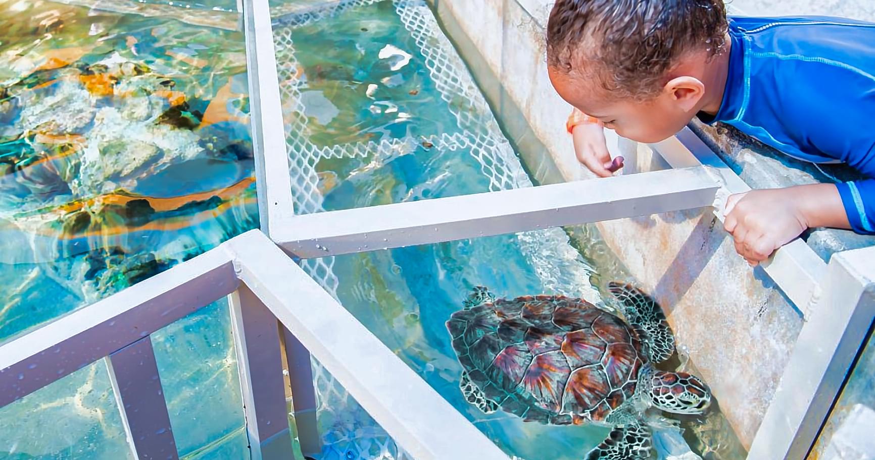 Child observing turtles at an aquarium at the Turtle Centre