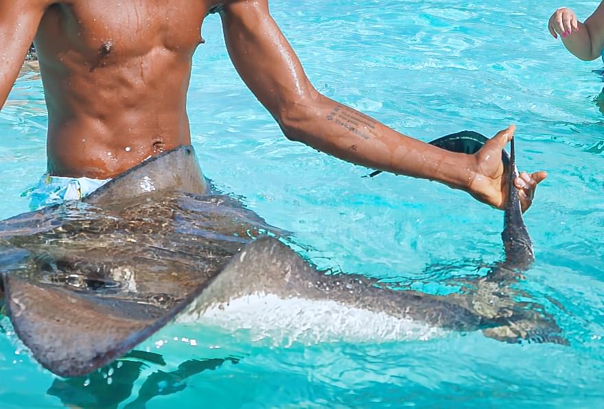 Stingray being released into shallow water at Stingray City, showcasing is swimming with stingrays safe