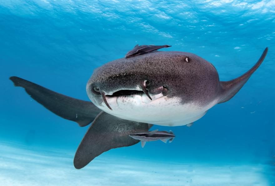 Nurse shark swimming near Stingray City highlighting the occasional sighting of shy gentle marine life