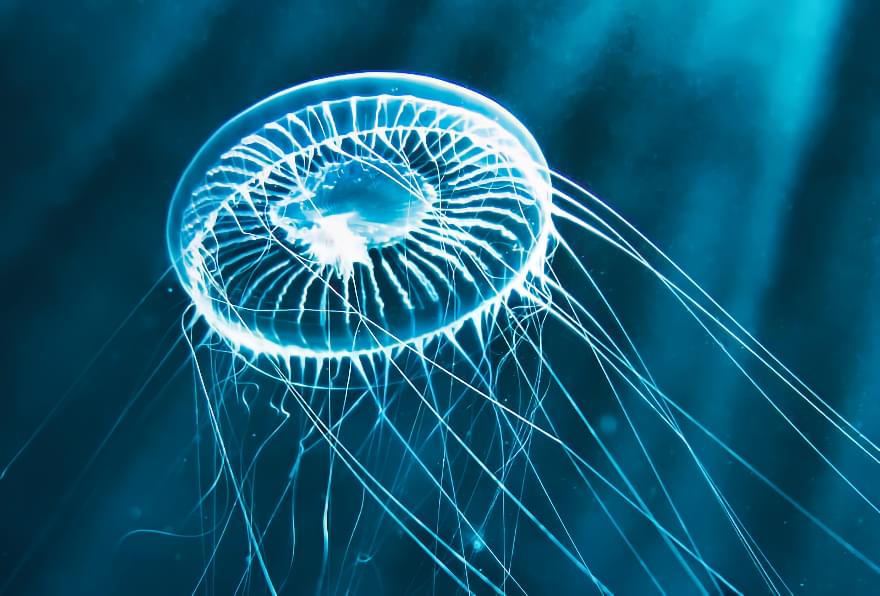 Close-up of jellyfish warning about marine encounters during snorkeling