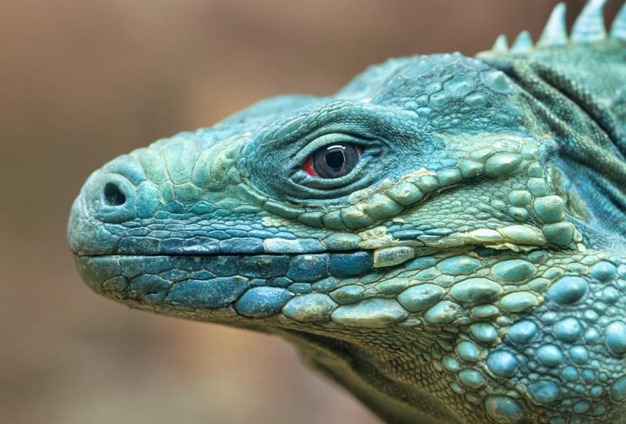 Close-up of Grand Cayman Blue Iguana, showcasing unique skin texture and piercing red eyes