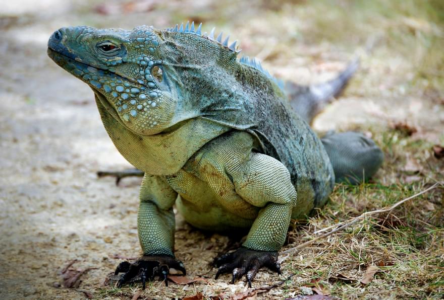 Large iguana resting in the dry shrubland of Grand Cayman
