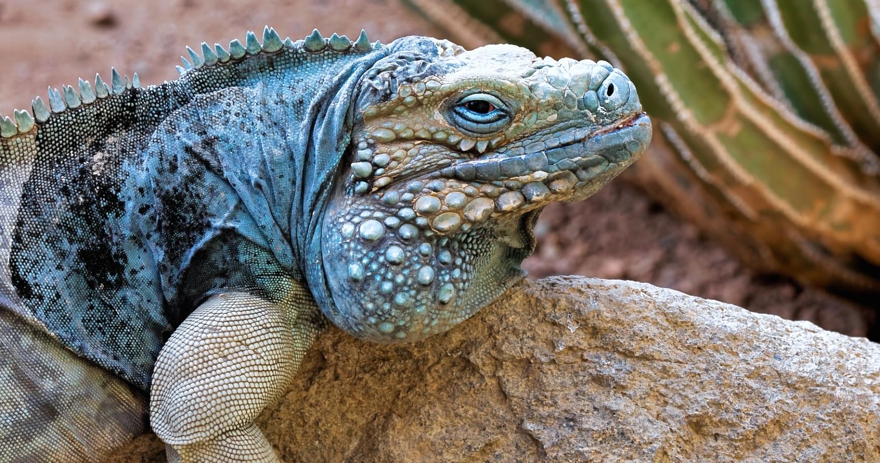Adult iguana sitting among native plants in the Cayman Islands