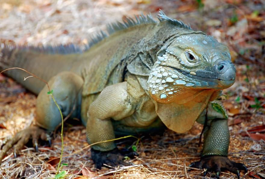 Wild Grand Cayman Iguana enjoying the sun on a dry, rocky area