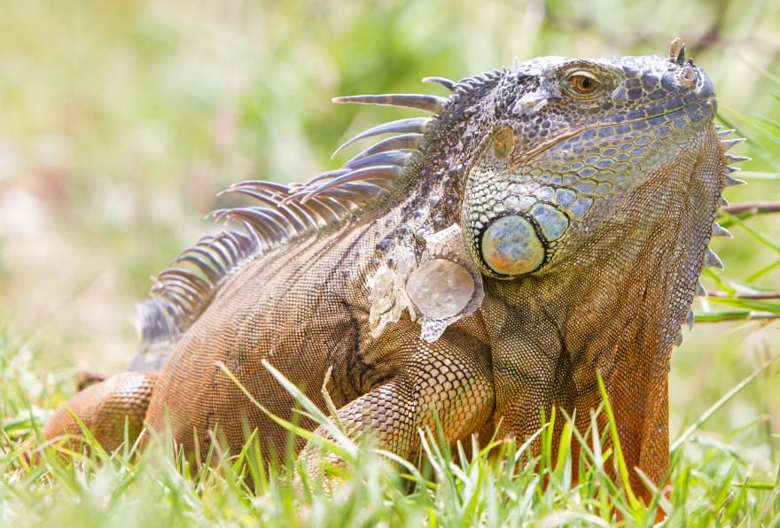 Iguana in a grassy field, highlighting its distinctive blue hue
