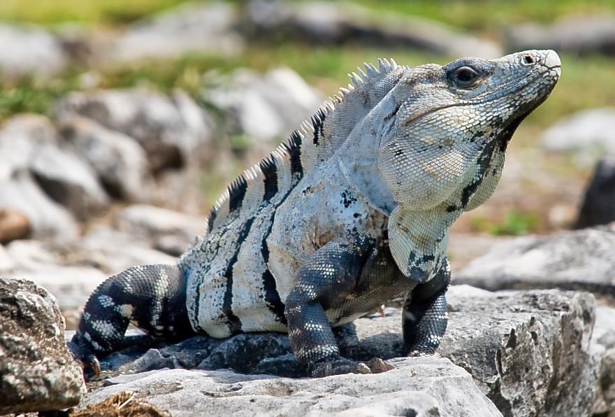 Cayman Iguana perched on rocks, showcasing the unique features of the Cayman Islands' native rock iguana